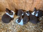 Mooie bruin / grijze Hollander konijntjes (v), Dieren en Toebehoren, Groot, Vrouwelijk, 0 tot 2 jaar