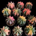 Gymnocalycium mihanovichii variegata div kleuren, Ophalen of Verzenden, Overige soorten, Minder dan 100 cm
