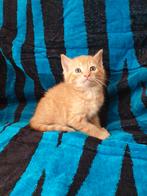 Lieve kruising Britse Korthaar kittenpoesje, Dieren en Toebehoren, Meerdere dieren, Ontwormd, 0 tot 2 jaar