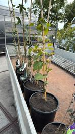 Clematis div soorten overjarige plant grotr pot 9,95, Ophalen, Vaste plant, Halfschaduw, Klimplanten