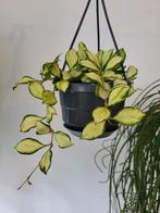 Hoya heuschkeliana, Huis en Inrichting, Kamerplanten, Overige soorten, Minder dan 100 cm, Ophalen of Verzenden, Halfschaduw
