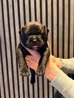 American bully XL pup, Dieren en Toebehoren, Parvo, 8 tot 15 weken, Eén hond, Nederland