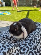Baby Hangoren, Meerdere dieren, Hangoor