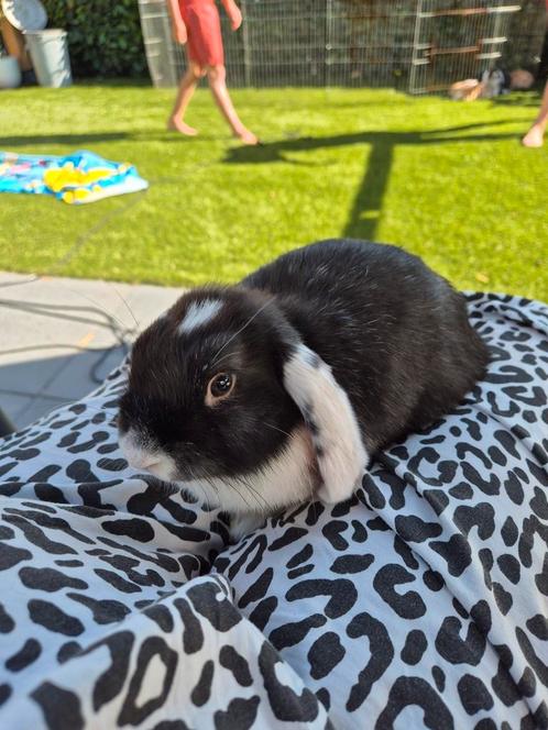 Baby Hangoren, Dieren en Toebehoren, Konijnen, Meerdere dieren, Hangoor