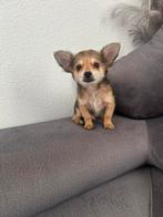Laatste reutje mini chihuahua 8 weken oud, Dieren en Toebehoren, Honden | Chihuahua's en Gezelschapshonden, CDV (hondenziekte)