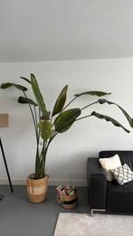Bananenplant, Ophalen, Halfschaduw, 200 cm of meer