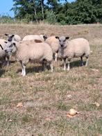 Ooi en ram lammeren, Dieren en Toebehoren, Schapen, Geiten en Varkens, Meerdere dieren, Schaap, 0 tot 2 jaar