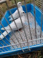 Lachduiven, Meerdere dieren