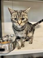 Vermiste kat Pietje. Ulicoten, Dieren en Toebehoren, Vermiste en Gevonden Dieren