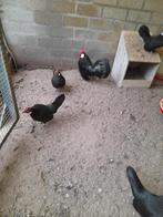 Java krielen te koop, Dieren en Toebehoren, Pluimvee, Meerdere dieren, Kip