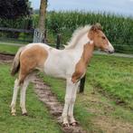Prachtig mooi bont fjord merrie veulen, Dieren en Toebehoren, Pony's, 0 tot 2 jaar, Recreatiepony, Gechipt, Merrie