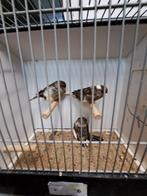 Gloster consort en corona, Dieren en Toebehoren, Vrouwelijk