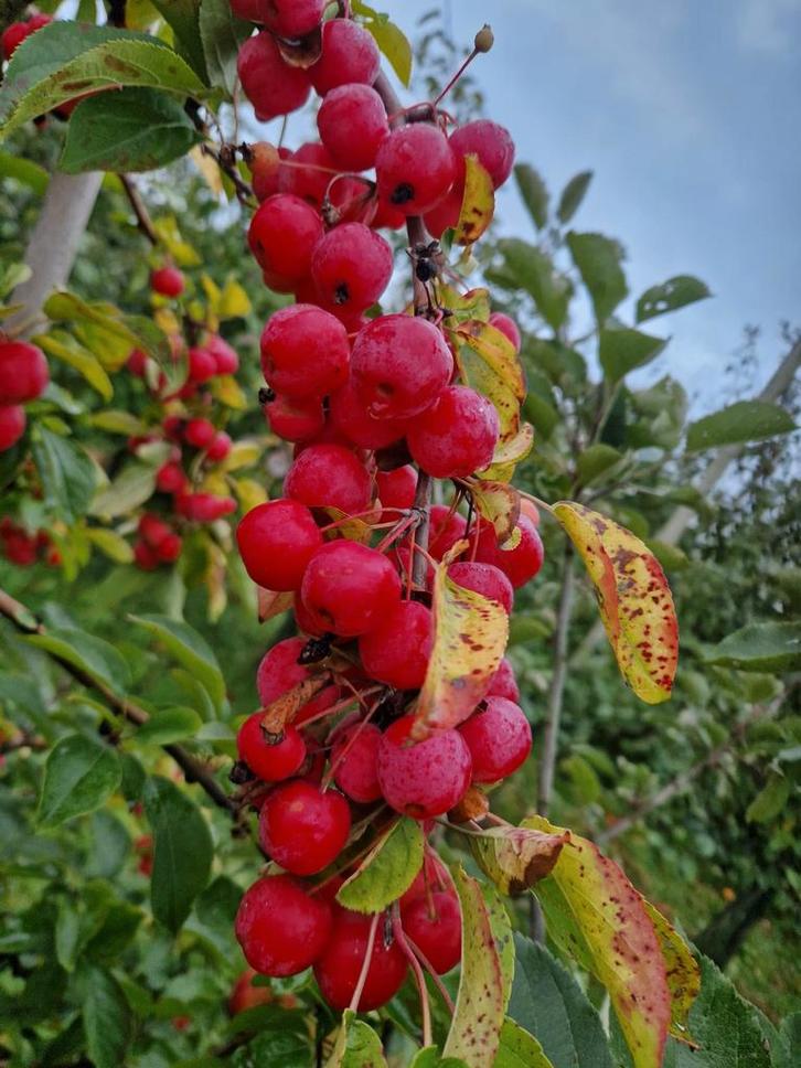 Verse Sierappels - Malus rood, Tuin en Terras, Planten | Fruitbomen, Appelboom, Minder dan 100 cm, Volle zon, Lente, Ophalen of Verzenden