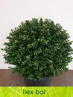 Ilex bollen 20 tot 110 cm! Buxus bollen vervanger!, Ophalen, Overige soorten, Struik, Minder dan 100 cm