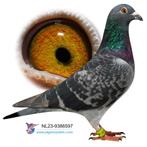 Postduif fond / overnacht duivin, Dieren en Toebehoren, Vogels | Duiven, Vrouwelijk, Postduif