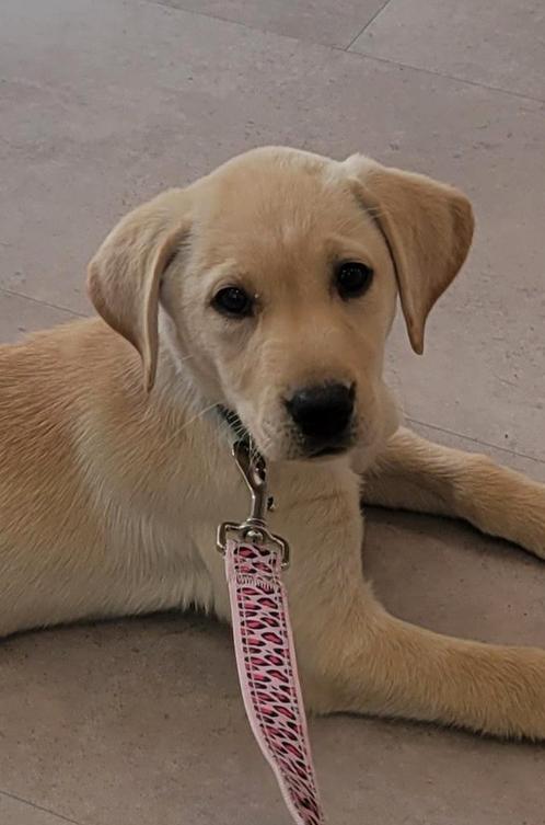 Stamboom blonde fieldtrial labrador pups nog 1 teefje, Dieren en Toebehoren, Honden | Retrievers, Spaniëls en Waterhonden, Meerdere dieren