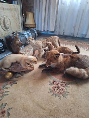 Opgezette dieren beschikbaar voor biedingen