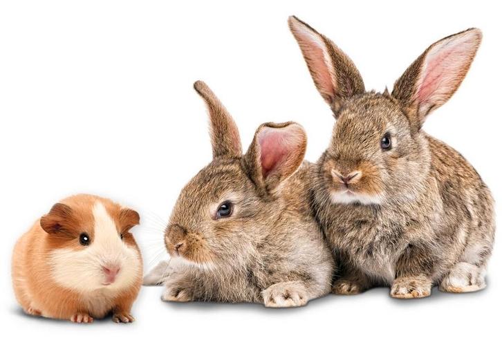 Cavia oppas opvang hamster vogel konijn, Dieren en Toebehoren, Knaagdieren en Konijnen | Toebehoren, Ophalen of Verzenden