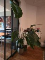 Strelitzia plant ongeveer 200 cm, Ophalen, Overige soorten