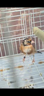 Bloeme putter, Mannelijk, Wildzangvogel, Geringd
