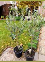 3 x olijfbomen +/_ 160cm, Ophalen, Overige soorten