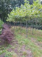 Dakplataan in pot, Dakboom, Minder dan 100 cm, Ophalen, Volle zon