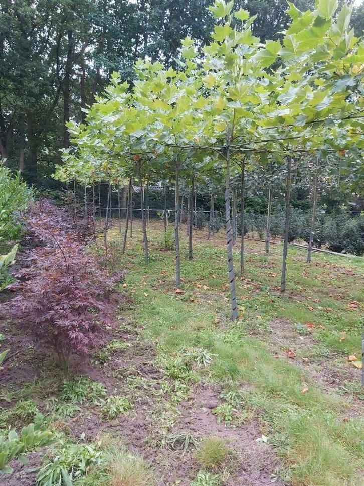 Dakplataan in pot, Tuin en Terras, Planten | Bomen, Dakboom, Minder dan 100 cm, Volle zon, In pot, Ophalen