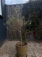 Olijvenboom, Tuin en Terras, Planten | Bomen, Ophalen