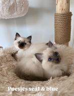 Ragdoll kittens blue point & seal point, Dieren en Toebehoren, Katten en Kittens | Raskatten | Langhaar, Meerdere dieren, Ontwormd