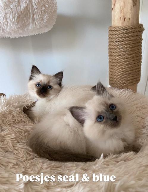 Ragdoll kittens blue point & seal point, Dieren en Toebehoren, Katten en Kittens | Raskatten | Langhaar, Meerdere dieren, Ontwormd