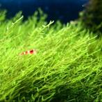 Javamos aquarium mos voor garnalen. Vesicularia Dubyana, Ophalen of Verzenden, Zo goed als nieuw, Plant(en), Steen of Hout