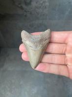 Megalodon haaientand fossiel 7.5 centimeter, Verzamelen, Mineralen en Fossielen, Ophalen of Verzenden, Fossiel