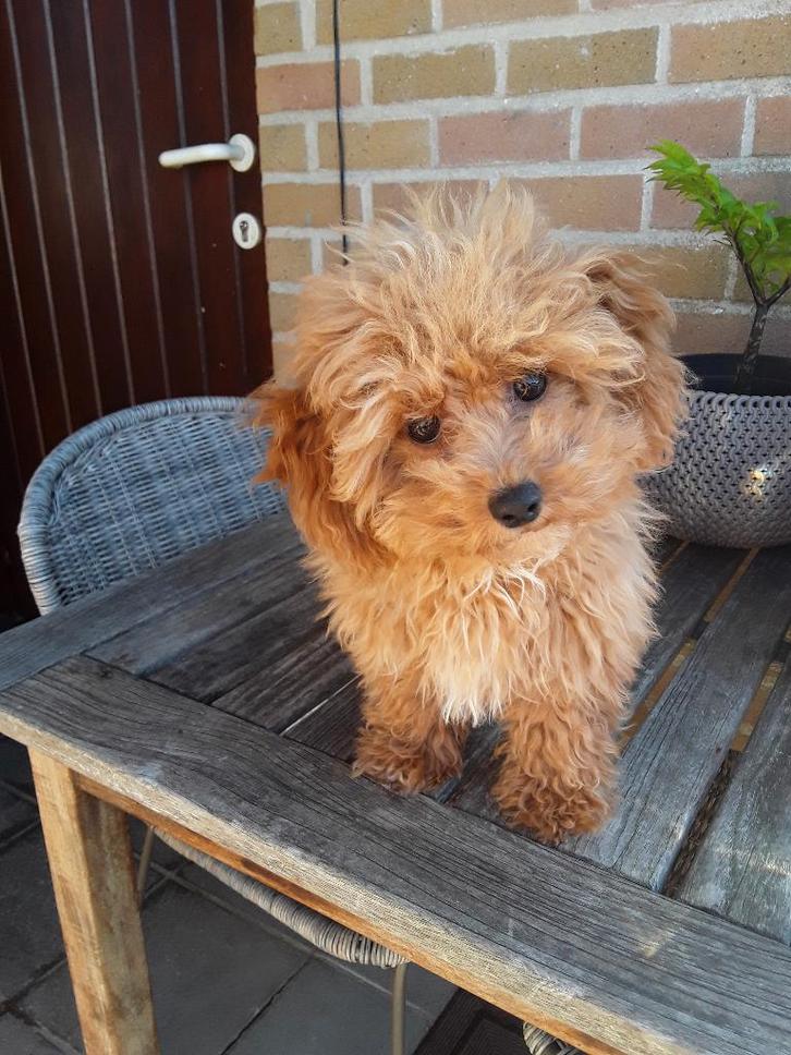 Maltipoo teef  en een inie mini harlekijn poedeltje teefje, Dieren en Toebehoren, Honden | Chihuahua's en Gezelschapshonden, Teef