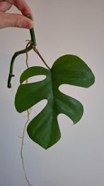 Rhaphidophora Tetrasperma stekjes, Huis en Inrichting, Kamerplanten, Ophalen, Halfschaduw, Minder dan 100 cm