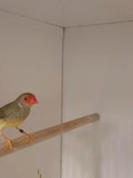 1-1 Binsen astrildes, Dieren en Toebehoren, Meerdere dieren, Tropenvogel, Geringd