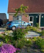 Japanse Treur Sierkers - Zelf Uitgraven!, Treurboom, Lente, 100 tot 250 cm, Ophalen