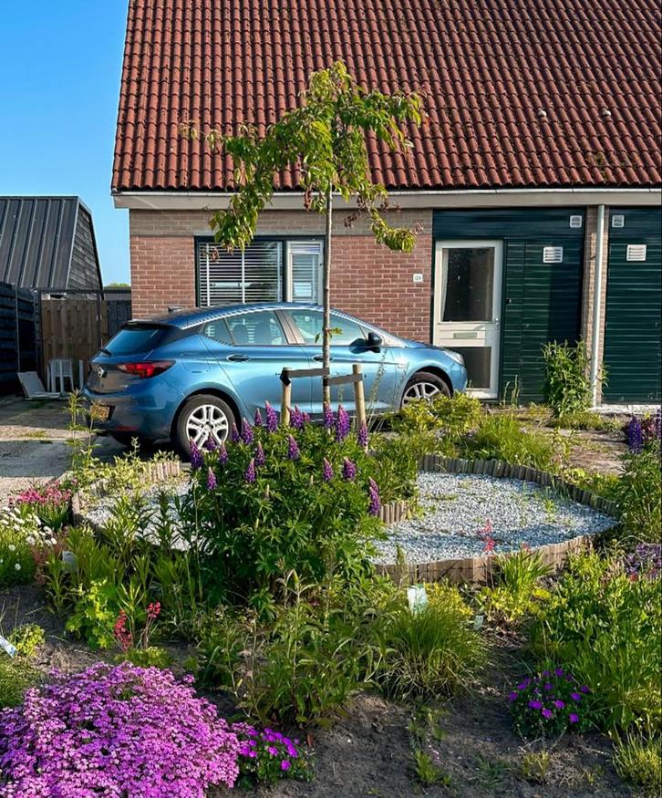 Japanse Treur Sierkers - Zelf Uitgraven!, Tuin en Terras, Planten | Bomen, Treurboom, 100 tot 250 cm, Volle zon, Lente, Ophalen