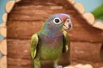 Pionus Menstruus | Getest | Baby's | Handtam, Dieren en Toebehoren, Vogels | Parkieten en Papegaaien, Meerdere dieren, Papegaai
