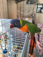 Jonge lori van de blauwe bergen, Dieren en Toebehoren, Geslacht onbekend, Papegaai
