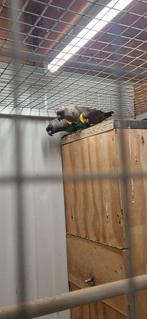 Koppel Meyer papegaai (Meijer), Dieren en Toebehoren, Vogels | Parkieten en Papegaaien, Meerdere dieren, Papegaai