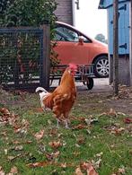 Gratis Friesehoender, Dieren en Toebehoren, Pluimvee, Mannelijk, Kip