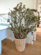 Heel grote vetplant in rieten bloempot plant kamerplant, Huis en Inrichting, Kamerplanten, Ophalen, In pot, Halfschaduw, 100 tot 150 cm