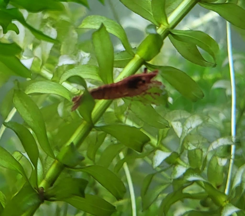 Vuurgarnalen te ruil, Ophalen of Verzenden, Plant(en), Steen of Hout