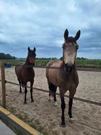 Winteropfok hengsten/ ruinen, Dieren en Toebehoren, Stalling en Weidegang