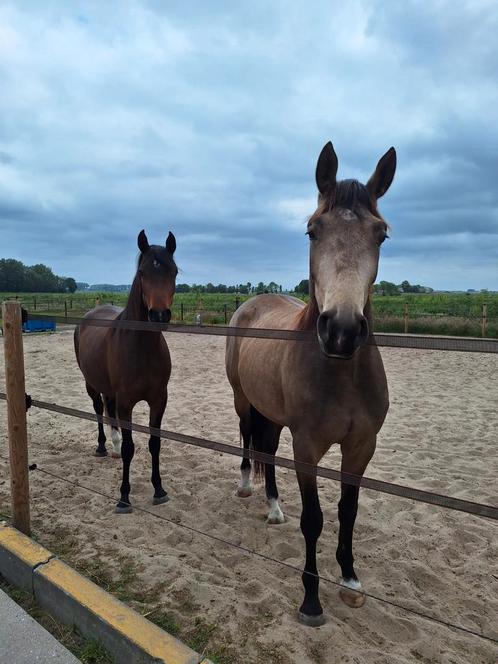 Winteropfok hengsten/ ruinen, Dieren en Toebehoren, Stalling en Weidegang