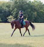 2 lieve dravers voor recreatie (ruin 6 & merrie 9), Dieren en Toebehoren, Paarden, B, Gechipt, 3 tot 6 jaar, Meerdere dieren