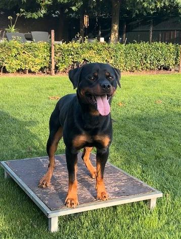 Rottweiler Stamboom Dekreu Getest & Bewezen + Dekgarantie!✅ beschikbaar voor biedingen