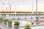 teeltmedewerker & Onderhoudsmonteur, 33 - 40 uur, Tijdelijk contract
