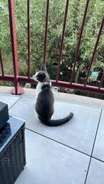 Prachtige wit grijze kitten, Dieren en Toebehoren, Katten en Kittens | Overige Katten, Poes