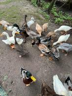 Handtamme loopeenden, Meerdere dieren, Eend
